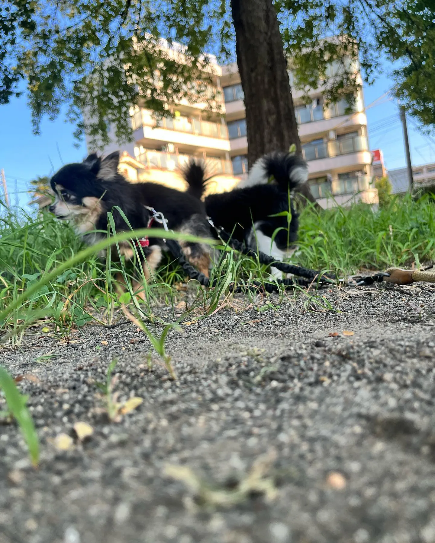 「猛暑の中、朝から愛犬と散歩へ🐾🌞 たくましいレン君とトラ君...