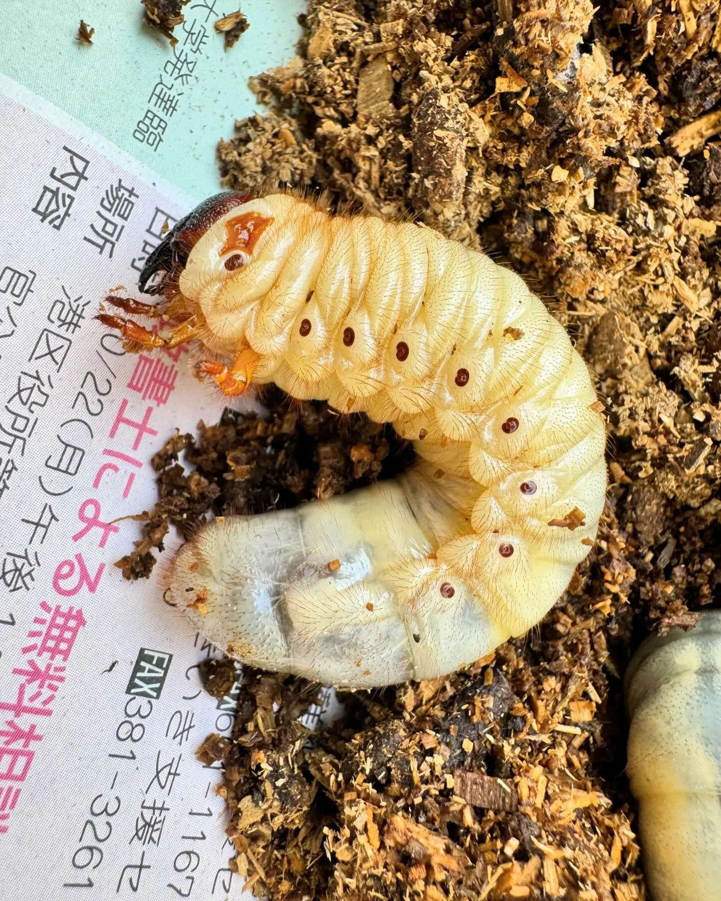 今日はグループホームで利用者の皆さんとカブトムシの幼虫のお世...